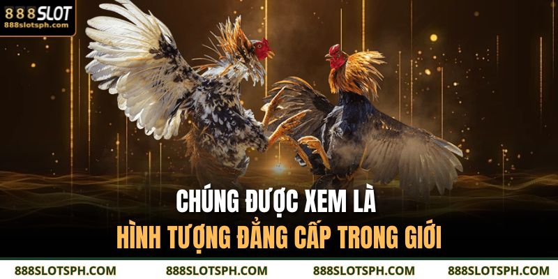 Thần Kê 888SLOT – Biểu Tượng Của Sức Mạnh Trên Sới Trường 2 Chúng được xem là hình tượng đẳng cấp trong giới