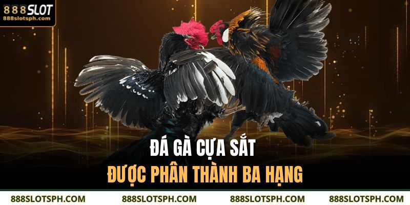 Đá Gà Cựa Sắt 888SLOT: Cuộc Chiến Đầy Bản Lĩnh Của Chiến Kê 3 Đá gà cựa sắt được phân thành ba hạng