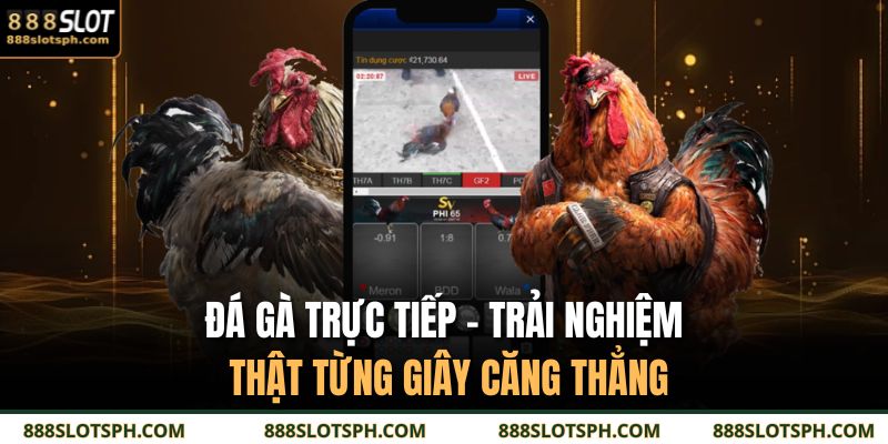 Đá Gà Trực Tiếp – Trải Nghiệm Thật Từng Giây Căng Thẳng 5 Đá gà trực tiếp