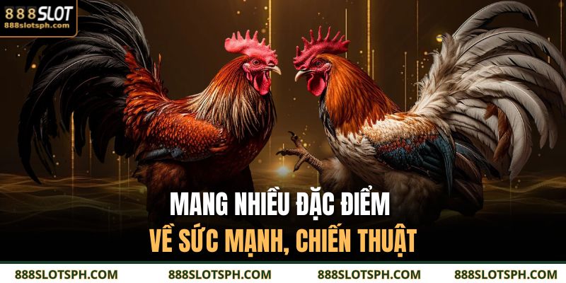 Thần Kê 888SLOT – Biểu Tượng Của Sức Mạnh Trên Sới Trường 3 Mang nhiều đặc điểm về sức mạnh, chiến thuật