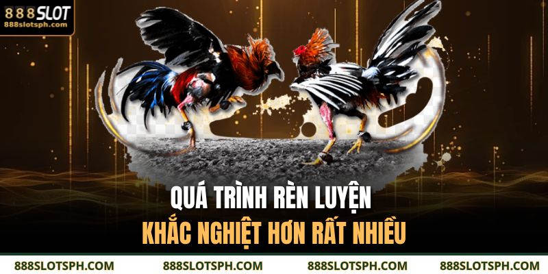 Linh Kê 888SLOT - Hình Tượng Đặc Biệt Trong Giới Gà Đá 3 Quá trình rèn luyện khắc nghiệt hơn rất nhiều